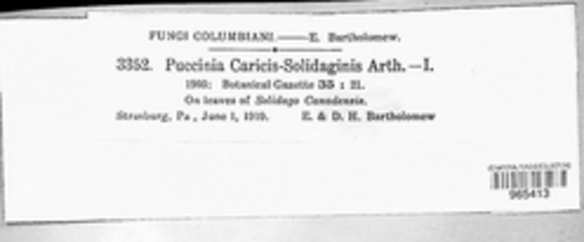 Puccinia caricis-solidaginis image